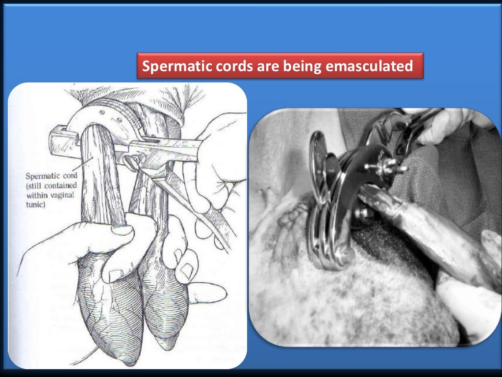 Castration Procedure in Farm Animals (Teaching PPT Material)