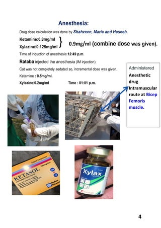 4
Anesthesia:
Drug dose calculation was done by Shahzeen, Maria and Haseeb.
Ketamine:0.8mg/ml
Xylazine:0.125mg/ml
Time of induction of anesthesia:12:49 p.m.
Rataba injected the anesthesia (IM injection).
Cat was not completely sedated so, incremental dose was given.
Ketamine : 0.5mg/ml.
Xylazine:0.2mg/ml Time : 01:01 p.m.
Administered
Anesthetic
drug
Intramuscular
route at Bicep
Femoris
muscle.
} 0.9mg/ml (combine dose was given).
 