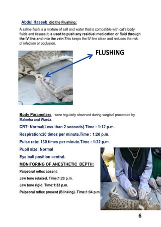 6
Abdul Haseeb did the Flushing:
A saline flush is a mixture of salt and water that is compatible with cat’s body
fluids and tissues.It is used to push any residual medication or fluid through
the IV line and into the vein.This keeps the IV line clean and reduces the risk
of infection or occlusion.
Body Parameters were regularly observed during surgical procedure by
Maleeha and Warda.
CRT: Normal(Less than 2 seconds).Time : 1:12 p.m.
Respiration:20 times per minute.Time : 1:20 p.m.
Pulse rate: 130 times per minute.Time : 1:22 p.m.
Pupil size: Normal
Eye ball position central.
MONITORING OF ANESTHETIC DEPTH:
Palpebral reflex absent.
Jaw tone relaxed. Time:1:28 p.m.
Jaw tone rigid. Time:1:33 p.m.
Palpebral reflex present (Blinking). Time:1:34 p.m.
FLUSHING
 