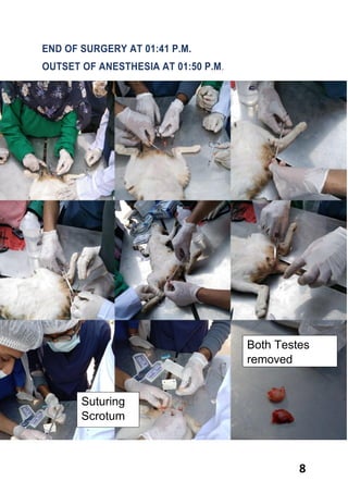 8
END OF SURGERY AT 01:41 P.M.
OUTSET OF ANESTHESIA AT 01:50 P.M.
Both Testes
removed
Suturing
Scrotum
 
