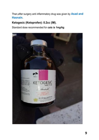 9
Than,after surgery anti inflammatory drug was given by Asad and
Hasnain.
Ketogesic (Ketoprofen): 0.2cc (IM).
Standard dose recommended for cats is 1mg/kg.
 