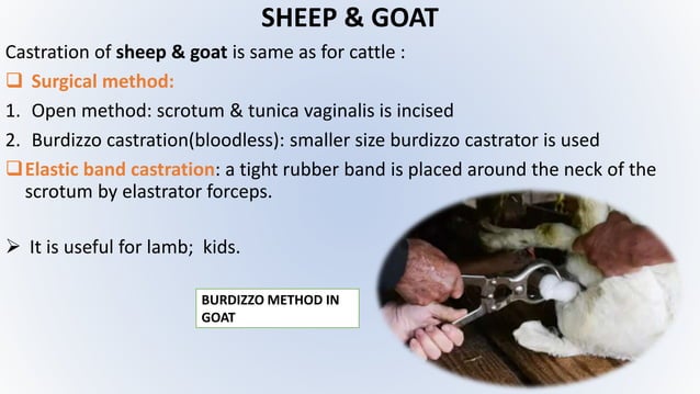 Castration of animal.pptx | Reproductive Health | Diseases and Conditions