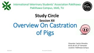 Overview On Castration
of Pigs
Presenter: Sachin Shrestha
B.V.Sc & A.H, 6th Semester
Location: Paklihawa Campus
9/6/2023 Mr. Sachin Shrestha 1
Study Circle
Session XII
International Veterinary Students’ Association Paklihawa
Paklihawa Campus, IAAS, TU
 