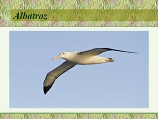 Albatroz
 