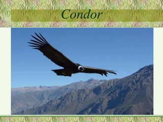 Condor
 