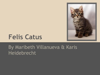 Felis Catus
By Maribeth Villanueva & Karis
Heidebrecht
 