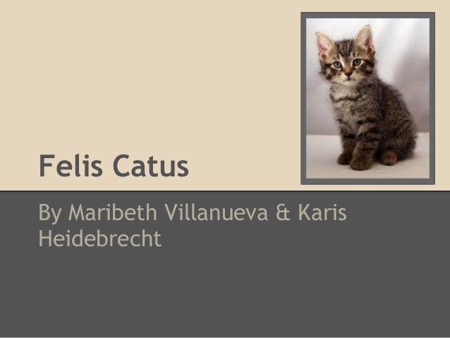 Felis CatusBy Maribeth Villanueva & KarisHeidebrecht 