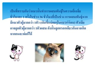  เป็ นทีทราบกันว่ าแมวนั้นทาการผสมพันธุ์ในความถีเ่ ฉลีย
         ่                                                  ่
  ชั่วโมงละ 1 ครั้งในช่ วง 36 ชั่วโมงทีเ่ ป็ นช่ วง การผสมพันธุ์หาก
  มีแมวตัวผู้มากกว่ า 1ตัว (เกิดขึนบ่ อยๆในแมวเร่ ร่อน) ตัวเมีย
                                   ้
  อาจถูกตัวผู้มากกว่ า 1ตัวผสม ดังนั้นลูกครอกเดียวกันอาจเกิด
  จากคนละพ่อก็ได้
 