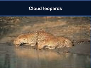 Cloud leopards
 