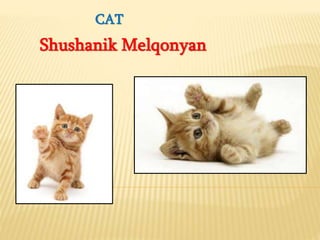 CAT
Shushanik Melqonyan
 
