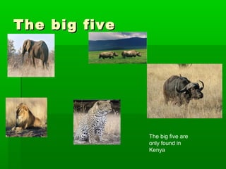 The big fiveThe big five
The big five are
only found in
Kenya
 