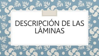 DESCRIPCIÓN DE LAS
LÁMINAS
 