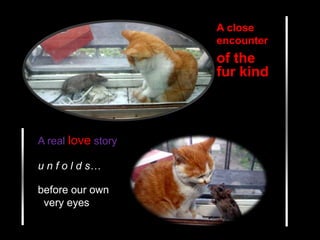 A closeencounter of the fur kind A real lovestory u n f o l d s… before our own   very eyes 