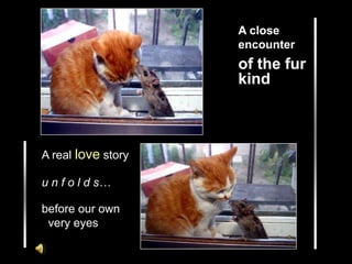 A closeencounter of the fur                                                     kind                A real love story u n f o l d s… before our own   very eyes 