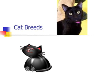 Cat Breeds 