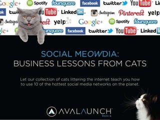 Social MeOWdia: Business Lessons Learned from Cats 