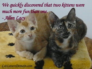 We quickly discovered that two kittens were  much more fun than one. - Allen Lacy CatLoversDomain.com 