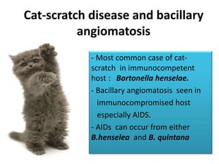 Cat-scratch disease and bacillary
angiomatosis
- Most common case of cat-
scratch in immunocompetent
host : Bartonella henselae.
- Bacillary angiomatosis seen in
immunocompromised host
especially AIDS.
- AIDs can occur from either
B.henselea and B. quintana
 