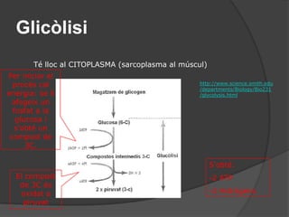 ProteïnesL’obtenció d’energia no és 100% eficient, per això una part de l’energia es perd en forma de calor i contribueix a mantenir la temperatura corporal.