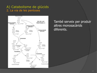 92. Catabolisme per respiracióA) Catabolisme de glúcidsLa primera fase és la hidròlisi en elssistemesdigestius en organismespluricel·lulars o en vacúolsdigestius en unicel·lularsgràcies a enzims. Únicamentelsmonosacàrids poden entrar en el sistema circulatori. Produeixcalor.
