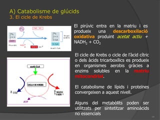 10A) Catabolisme de glúcids1. La glicòlisio ruta d’Embden-MeyerhofProcéson la glucosa es degrada en duesmolèculesd’àcidpirúvic o piruvat.Característiques:  1. Éscitoplasmàtica  2. Ésanaeròbica (no intervél’oxigen)  3. Començaamb una activació (-2ATP)  4. Produeix:	* 4 ATP – 2 ATP = 2 ATPfosforilació a nivell de substrat	* 2 NAD + 2e- + 2H+           2 NADH25. Produeix 2 molècules de piruvat	2 CH3 – CO - COOH