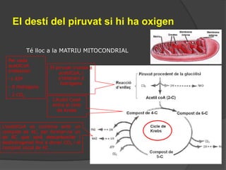2 HidrògensEl compost de 3C és oxidat a piruvat