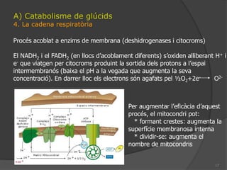 12A) Catabolisme de glúcids2. La via de les pentosesProcés en el qual la glucosa es transforma en les pentoses ribulosa i xilulosa de manera reversible.Necessària per produir nucleòtids, CoA, NAD i FAD.Característiques:  1. És citoplasmàtica  2. Produeix una descarboxilació  3. Produeix dues deshidrogenacions	i genera 2 NADPH2