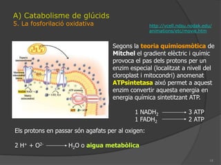 13A) Catabolisme de glúcids2. La via de les pentosesTambé serveix per produir altres monosacàrids diferents.