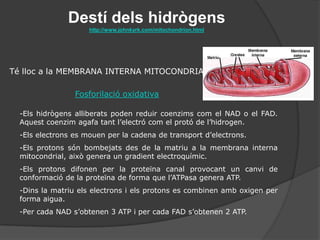 14A) Catabolisme de glúcids3. El cicle de KrebsEl pirúvic entra en la matriu i es produeix una descarboxilacióoxidativaproduintacetatactiu+ NADH2 + CO2El cicle de Krebso cicle de l’àcidcítric o delsàcidstricarboxílics es produeix en organismesaerobisgràcies a enzims solubles en la matriu mitocondrial.El catabolisme de lípids i proteïnesconvergeixen a aquestnivell.Alguns del metabòlits poden ser utilitzats per sintetitzaraminoàcids no essencials