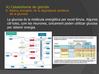 15A) Catabolisme de glúcids3. El cicle de KrebsAquestconjunt de reaccionsrequereixenquantitatselevades del coenzim NAD, de tal manera que si no estàsincronitzadaamb la cadena respiratòria que regenera NAD es col·lapsa, i no deixa entrar pirúvicCaracterístiques:  1. Requereixindirectamentoxigen  2. Produeix per cada acetilCoA:	* 3 NADH2	* 1 FADH2	* 1 ATP	2 descarboxilacions = 2 CO2http://www.science.smith.edu/departments/Biology/Bio231/krebs.html