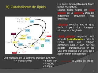 El destí del piruvat si hi ha oxigenL’AcetilCoaAentra al cicle de KrebsTé lloc a la MATRIU MITOCONDRIALPer cada acetilCoA s’obtenen:1 ATP