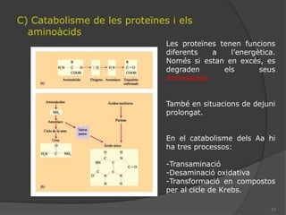  2 CO2El piruvats’oxida a acetilCoA, i s’obtenen 2 hidrògensL’acetilCoA es combina amb un compost de 4C, per formar-ne un de 6C que seràdescarboxilat i deshidrogenatfins a donar CO2 i el compost inical de 4C