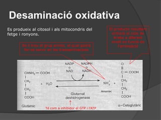 18A) Catabolisme de glúcids5. La fosforilació oxidativahttp://vcell.ndsu.nodak.edu/animations/etc/movie.htmSegons la teoria quimiosmòtica de Mitchel el gradient elèctric i químic provoca el pas dels protons per un enzim especial (localitzat a nivell del cloroplast i mitocondri) anomenat ATPsintetasa aixó permet a aquest enzim convertir aquesta energia en energia química sintetitzant ATP.	1 NADH2	     3 ATP	1 FADH2	     2 ATPEls protons en passar són agafats per al oxigen:2 H+ + O2-	     H2O o aigua metabòlica