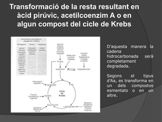 Destí dels hidrògenshttp://www.johnkyrk.com/mitochondrion.htmlTé lloc a la MEMBRANA INTERNA MITOCONDRIALFosforilació oxidativaEls hidrògens alliberats poden reduir coenzims com el NAD o el FAD. Aquest coenzim agafa tant l’electró com el protó de l’hidrogen.