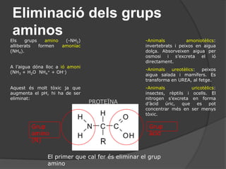 Els electrons es mouen per la cadena de transport d’electrons.