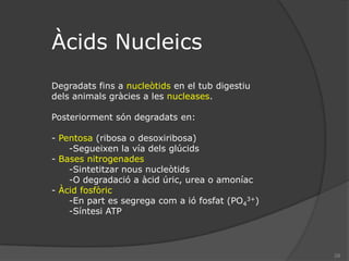 Els protons són bombejats des de la matriu a la membrana interna mitocondrial, això genera un gradient electroquímic.