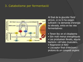 Els protons difonen per la proteïna canal provocant un canvi de conformació de la proteïna de forma que l’ATPasa genera ATP.
