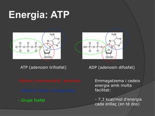 Obtenir energia per dur a terme les funcions vitals.Es poden considerar 2 fases en el metabolisme:El catabolisme o degradació de la matèria orgànica.