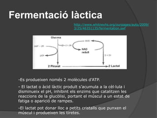 Àcidsgrassos:segueixenuna sèrie de b-oxidacions o hèlix de Lynen. Cal que estiguincombinatsamb el CoA per ser oxidats i transformar-se en acilCoAambdespesad’unATP, per a poder entrar al mitocondri.B) Catabolisme de lípidsUna molècula de 16 carbonis produeix 130 ATP:	* 7 b-oxidacions:		- 8 acetil CoA				- 7 NADH2				- 7 FADH28 Cicles de krebs