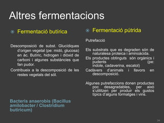 Oxidació d’àcids grassosPrimer té lloc la separació del glicerol i els àcids grassosElsàcidsgrassos es descomponen en una sèrie de reaccions per generar compostos de 2C, elsqualsaniran al cicle de Krebs: beta-oxidacióCom que elsàcidsgrassosnomés poden ser respiratspel cicle de Krebs, només poden fer servir la respiracióaeròbia. No poden ser utilitzatsquan no hi ha oxigenPer una molècula de palmític (C16) s’obtenen 131 ATP
