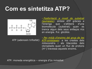 L’anabolisme o construcció de matèria orgànica.Energia: ATPRibosa (monosacàrid: pentosa)- Adenina (base nitrogenada) Grups fosfatATP (adenosin trifosfat)ADP (adenosin difosfat)Emmagatzema i cedeixenergiaambmoltafacilitat:- 7,3 kcal/mol d’energia cada enllaç (en té dos)