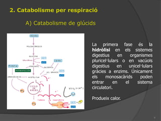 CatabolismePodem obtenir energia de:Glúcids