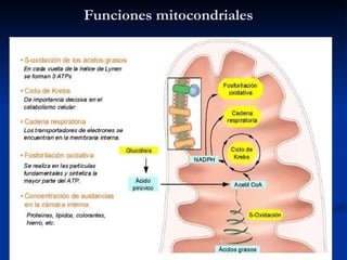 Funciones mitocondriales 