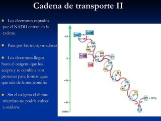 Cadena de transporte II Los electrones captados por el NADH entran en la cadena Pasa por los transportadores Los electrones llegan  hasta el oxígeno que los  acepta y se combina con  protones para formar agua  que sale de la mitocondria Sin el oxígeno el último miembro no podría volver a oxidarse 