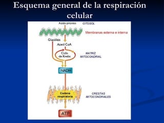 Esquema general de la respiración celular 