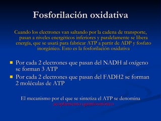 Fosforilación oxidativa Cuando los electrones van saltando por la cadena de transporte, pasan a niveles energéticos inferiores y paralelamente se libera energía, que se usará para fabricar ATP a partir de ADP y fosfato inorgánico. Esto es la fosforilación oxidativa Por cada 2 electrones que pasan del NADH al oxígeno se forman 3 ATP Por cada 2 electrones que pasan del FADH2 se forman 2 moléculas de ATP El mecanismo por el que se sintetiza el ATP se denomina  acoplamiento quimiosmótico 