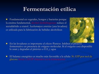 Fermentación etílica Fundamental en vegetales, hongos y bacterias porque  la enzima fundamental,  alcohol deshidrogenasa  reduce el  acetaldehído a etanol.  Saccharomyces cerevisiae  (una levadura)  es utilizada para la fabricación de bebidas alcohólicas En las levaduras es importante el efecto Pasteur. Inhiben el proceso fermentativo en presencia de oxígeno molecular. Si el oxígeno está disponible lo usan y degradan el pirúvico a CO 2  y agua El balance energético es mucho más favorable a la célula:  36 ATP por mol de glucosa   frente a 2ATP obtenidos en la fermentación 