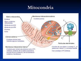 Mitocondria 