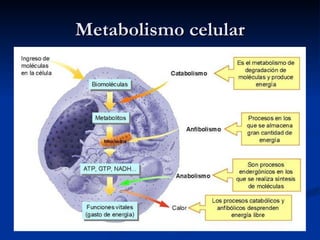 Metabolismo celular 