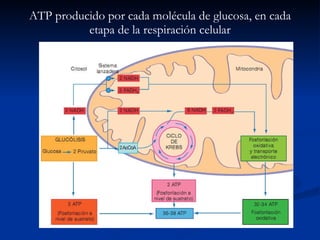 ATP producido por cada molécula de glucosa, en cada etapa de la respiración celular 